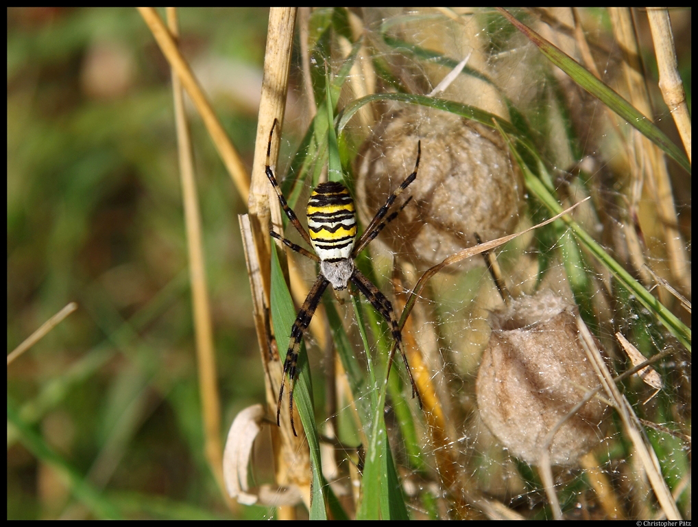Eine weibliche Wespenspinne sonnt sich auf ihrem Netz. Im Hintergrund zwei Kokons, aus denen die Jungspinnen schlpfen. (bei Grobraunshain, 25.9.2012)