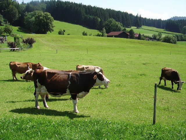 Eine Weiss Braune Kuh in Ottacker am 05.08.09