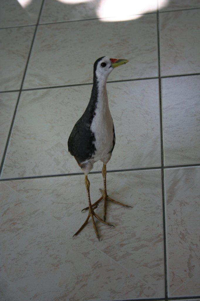 Eine Weissbrust-Kielralle (Amaurornis phoenicurus maldivus) beim Besuch eines Bungalows. Ari-Atoll, Malediven.