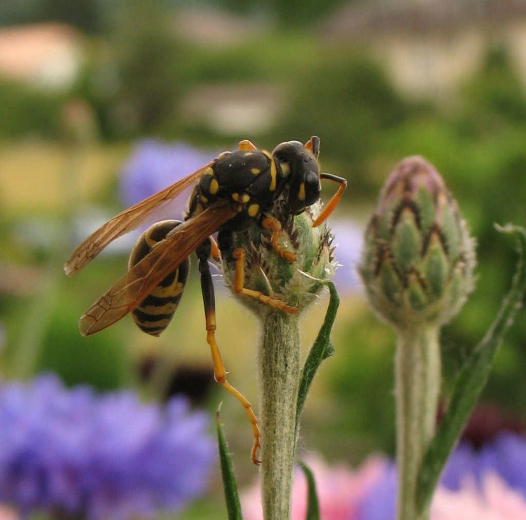 Eine Wespe bei der Nahrungsaufnahme.
(24.06.2008)