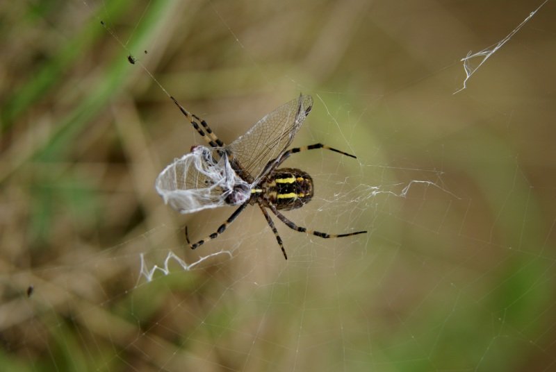 Eine Wespenspinne auch Zebra-o.Tigerspinne genannt beim einweben einer Libelle. Die Mnnchen der Wespenspinnen werden max.6mm im Gegensatz dazu die Weibchen bis zu 25mm,vertreten sind sie in ganz Europa.