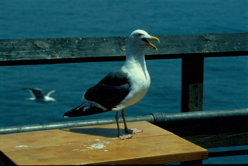 Eine Westmwe (Larus occidentalis) auf dem Pier in Monterey / USA als Dia fotografiert im Jahr 1998