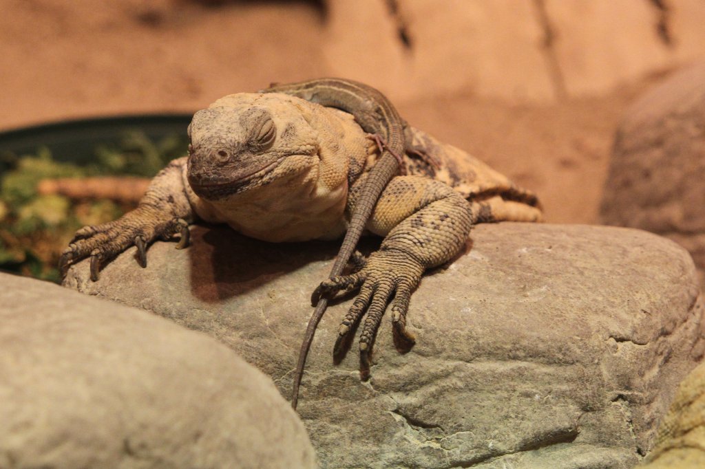 Eine Wsten-Rennechse (Aspidoscelis uniparens) springt dem San-Esteban-Chuckwalla (Sauromalus varius) auf dem Kopf herum. Toronto Zoo am 25.9.2010.