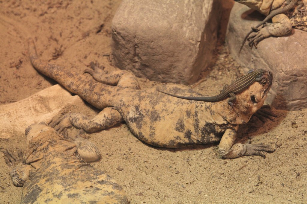 Eine Wsten-Rennechse (Aspidoscelis uniparens) springt dem San-Esteban-Chuckwalla (Sauromalus varius) auf dem Kopf herum. Toronto Zoo am 25.9.2010.