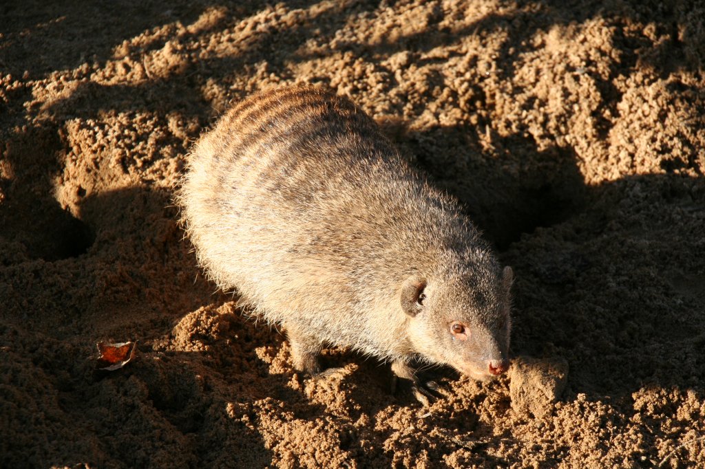 Eine Zebramanguste (Mungos mungo) am 7.12.2009 im Zoo Dresden. 
