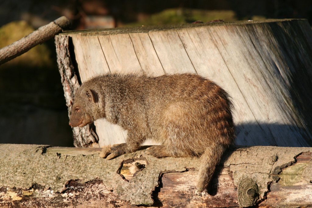 Eine Zebramanguste (Mungos mungo) sonnt sich am 7.12.2009 im Zoo Dresden auf einem Holzstamm. 
