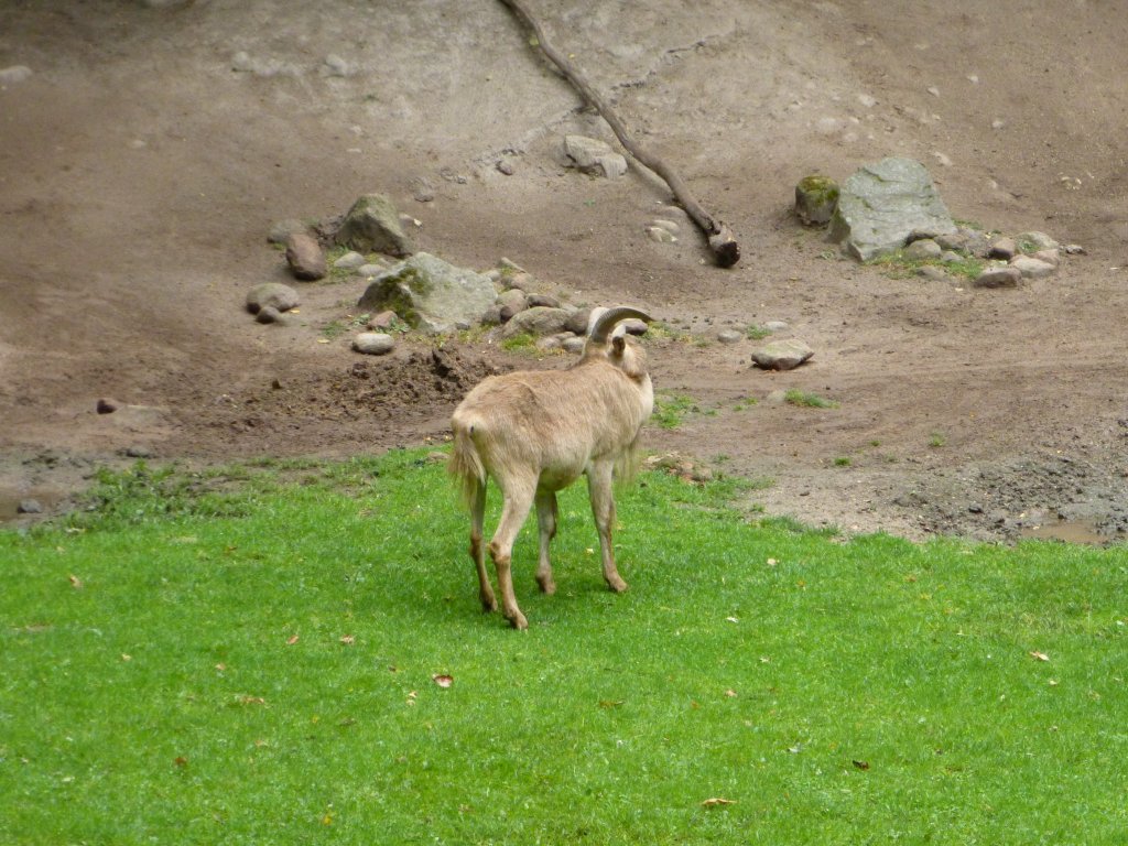 Eine Ziege  kratzt  sich, 29.07.2013.