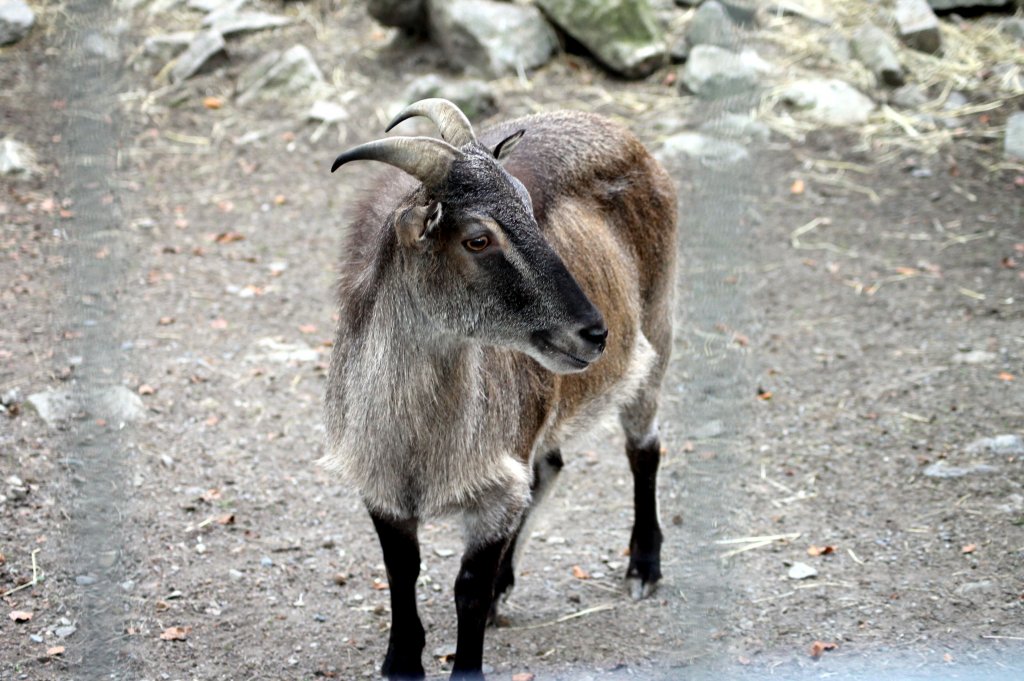 Eine Ziege im Tiergehege Zeulenroda am 29.09.2011