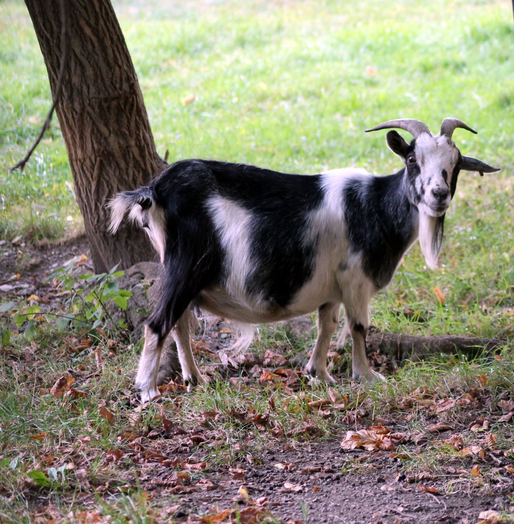 Eine Ziege im Tiergehege Zeulenroda am 29.09.2011