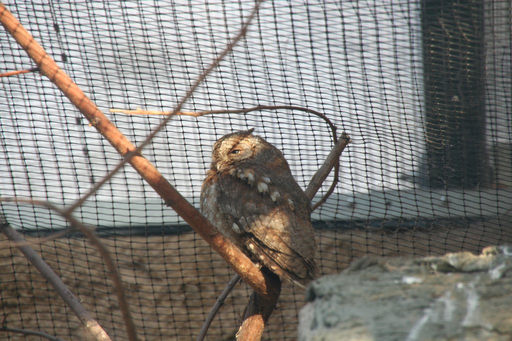 Eine Zwergohreule (Otus scopus) schaut etwas mde in die Umgebung. 7.12.2009 Zoo Dresden.