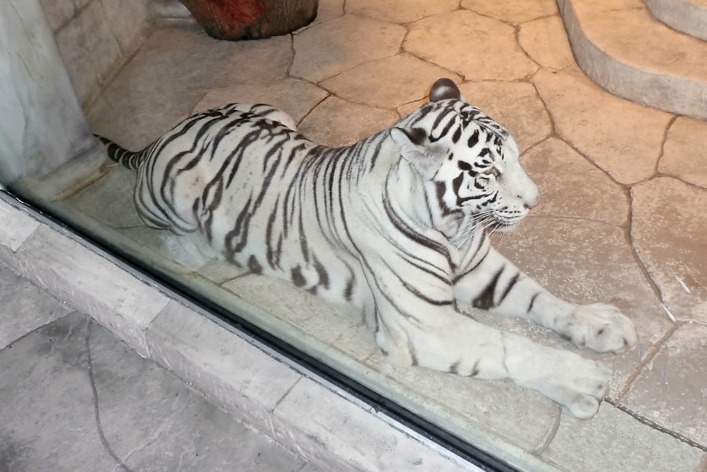 Einer der beiden weien Tiger im Houston Aquarium (27.05.09)