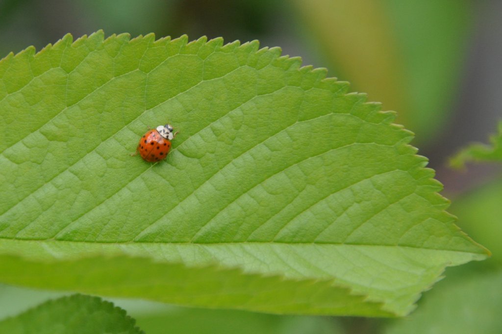 einer von den  fiesen  19-Punkt-Marienkfern im Garten (RHEINE, Kreis Steinfurt/Deutschland, 12.05.2011)