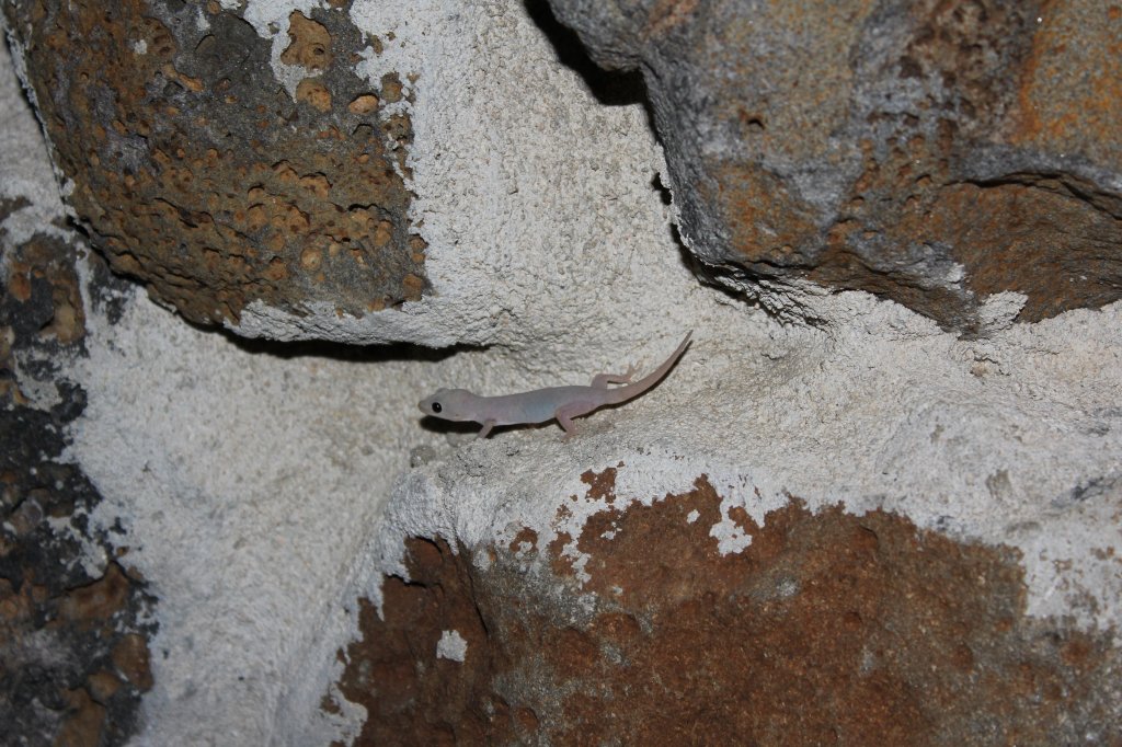 Einer der Hausgeckos in Mauritius. Gemacht am 01.01.211