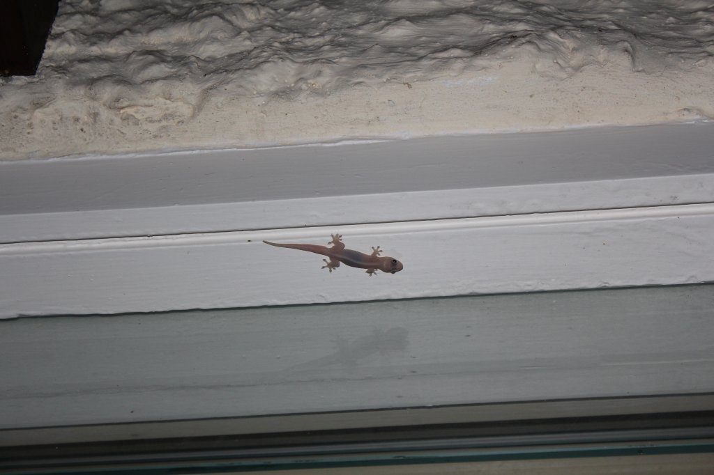 Einer der netten Hotelgste auf Mauritius, ein Hausgecko. 06.01.2011