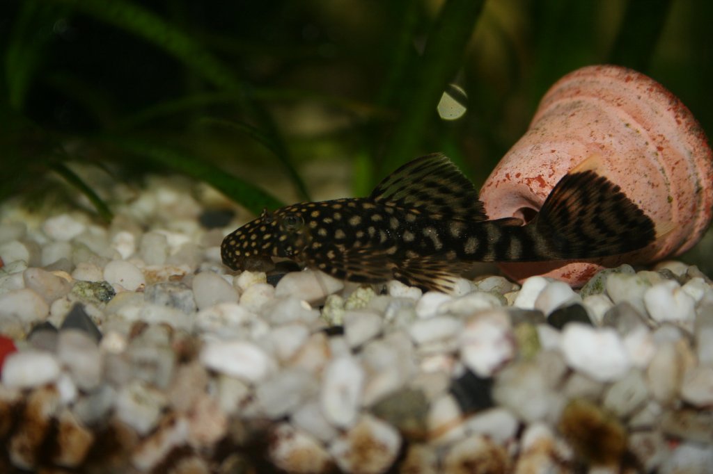 Einer von vielen bei mir aufgewachsenen Antennen-Harnischwelsen (Ancistrus dolichopterus - L183). Alle 2 Monate gibt es Nachwuchs, wovon ca. 5-10 durchkommen, was wiederum davon abhngt, wieviele Jungtiere aus frheren Ablaichungen noch da sind.