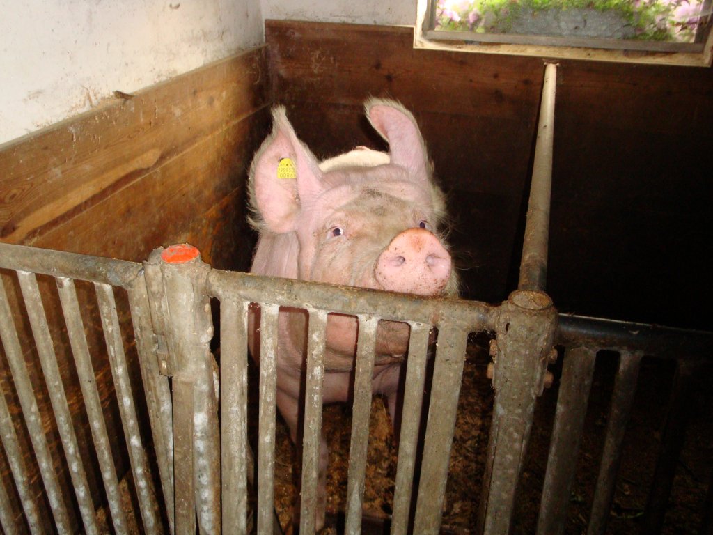Eines der Schweine im Stall, Steiermark 13.08.2009