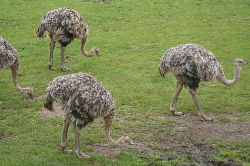 Eines Straussenschule wandert in Reih und Glied ber die Afrikasavanne des Leipziger Zoos am 14.09.2008.