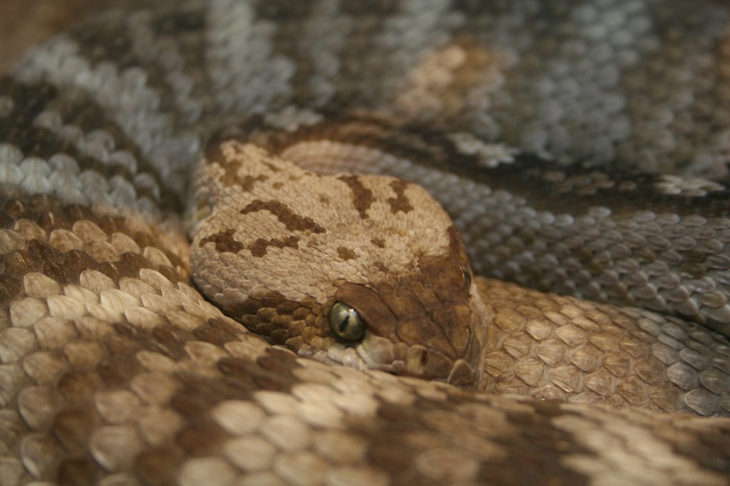 Eingerollte Schwarzschwanz-Klapperschlange (Crotalus molossus molossus) aus dem Gebiet der USA und dem angrenzendem Gebiet von Mexiko. Skansen am 13.12.2008.