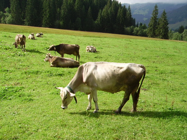 Einige Braunvieh Rinder in Ottacker am 19.08.10