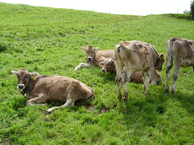 Einige Braunvieh Rinder in Ottacker am 20.08.10