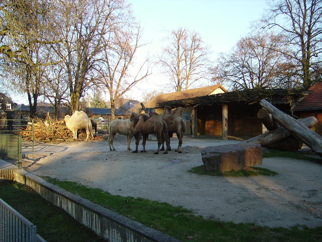 Einige Dromedare in Heidelberger Zoo am 22.01.11