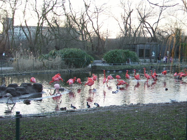 Einige Flamingos in Heidelberger Zoo am 22.01.11 