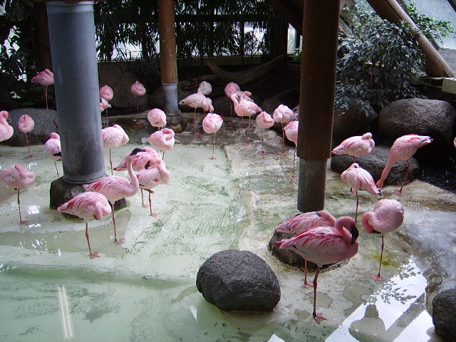 Einige Flamingos in Karlsruher Zoo sm 02.04.09