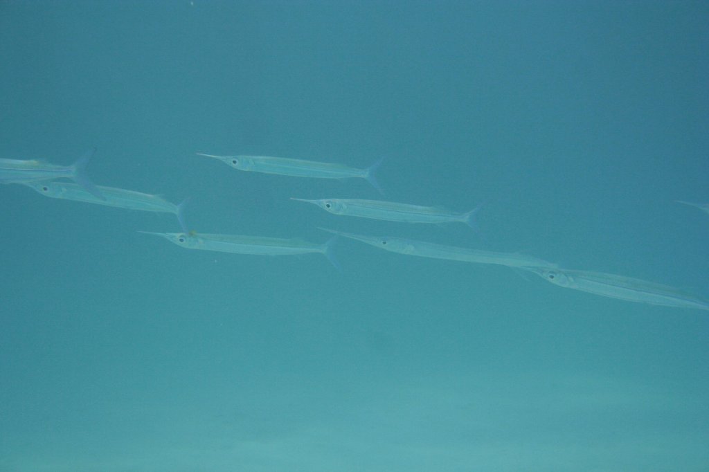 Einige Gruppe Krokodil-Hornhechte (Tylosurus crocodilus) durchstreifen die Lagune.Ari-Atoll, Malediven