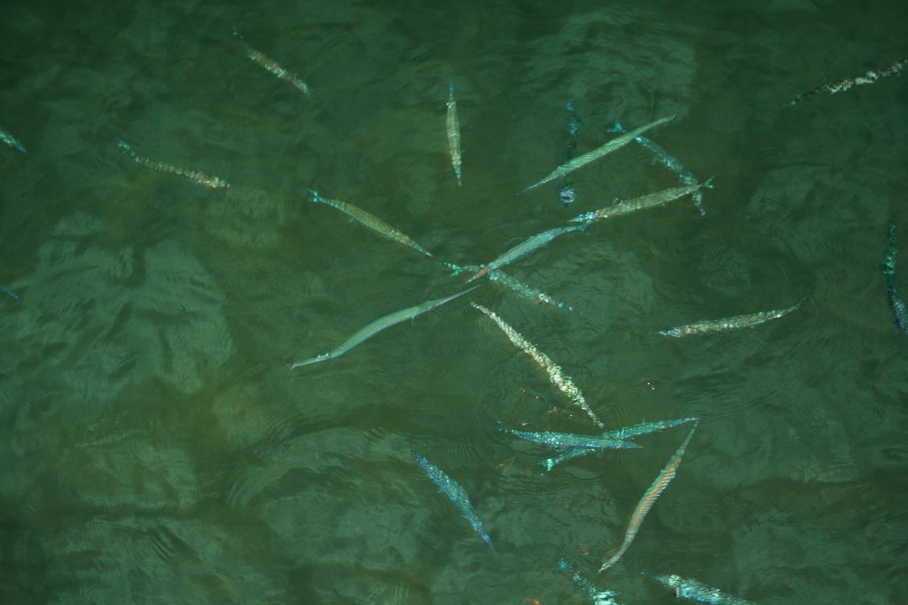 Einige kleine Krokodil-Hornhechte (Tylosurus crocodilus) bei der nchtlichen Jagd.Ari-Atoll, Malediven