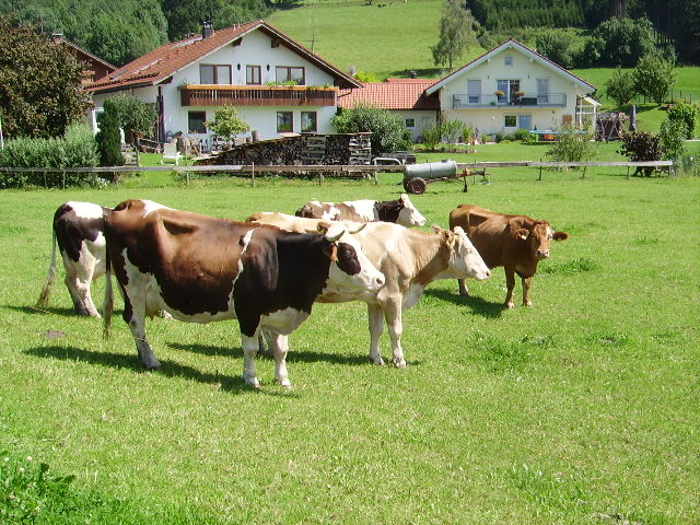 Einige Kühe in Ottacker am 05.08.09
