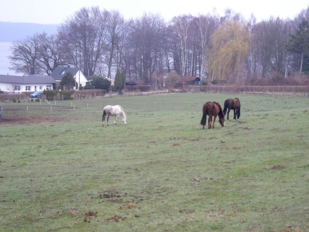 Einige Mecklenburger Warmblutpferde auf einer Koppel in Mecklenburg-Vorpommern im April 2009.
