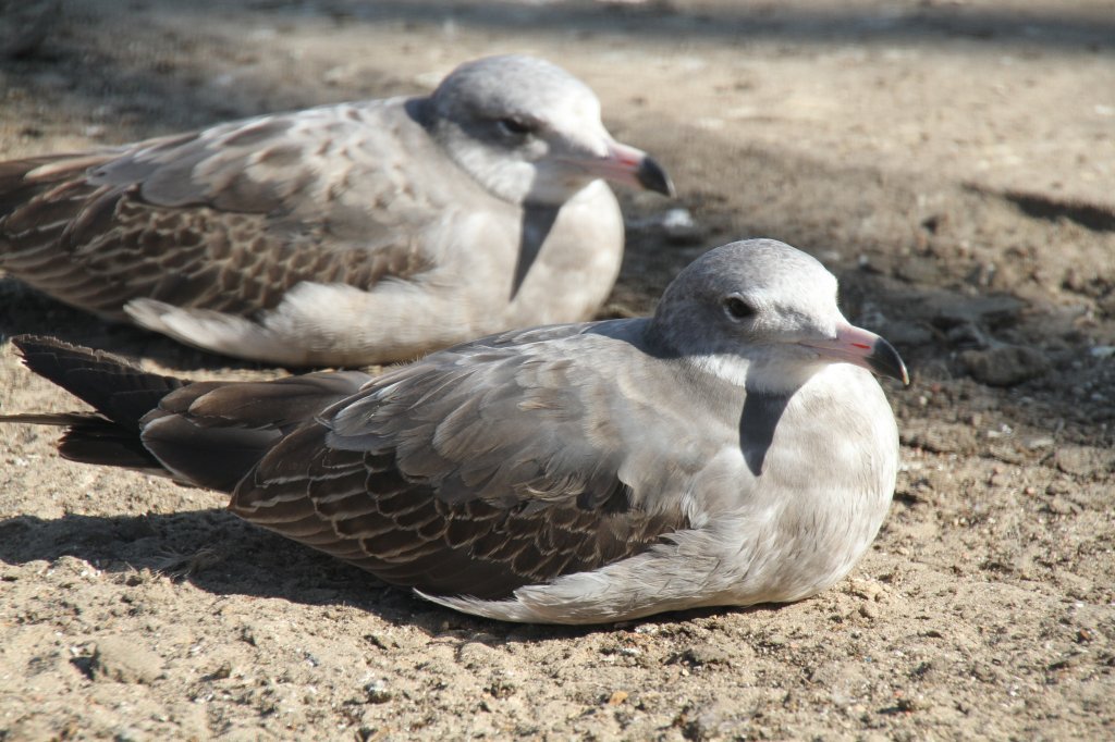 Einjhrige Japanmwen (Larus crassirostris) im Tierpark Berlin.