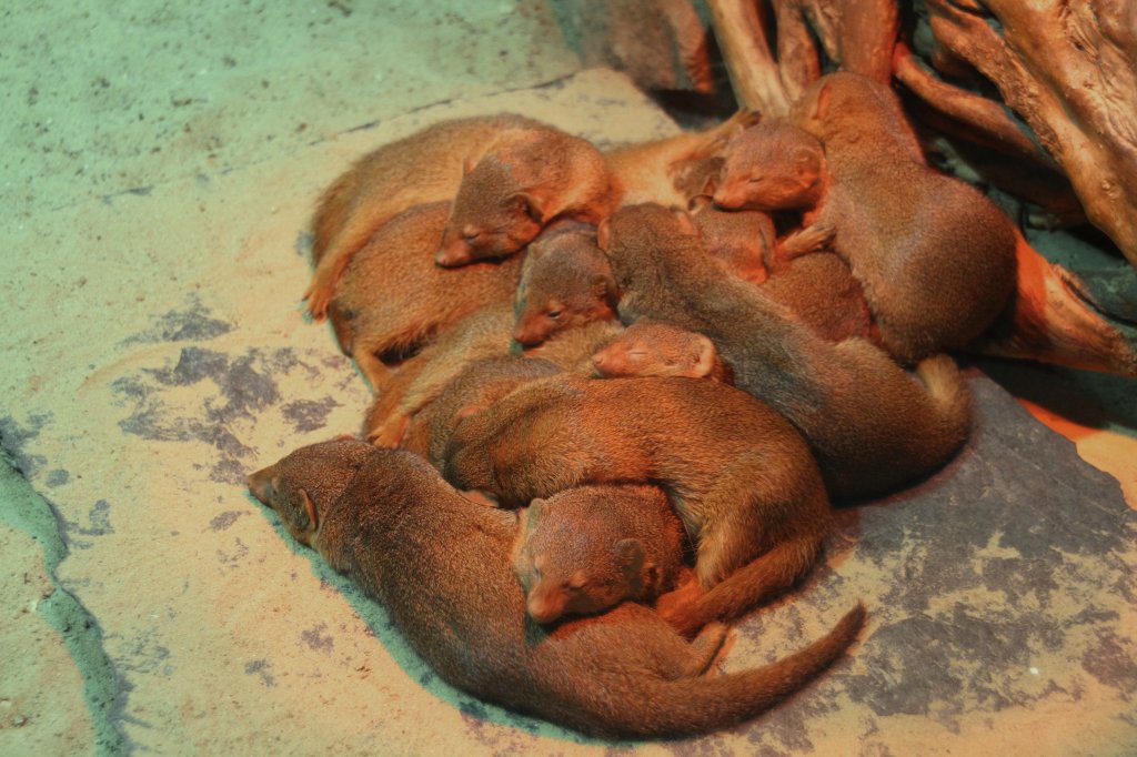 Eins, zwei, viele Zwergmangusten (Helogale parvula) liegen unterm Rotlicht. Zoo Berlin am 25.2.2010.