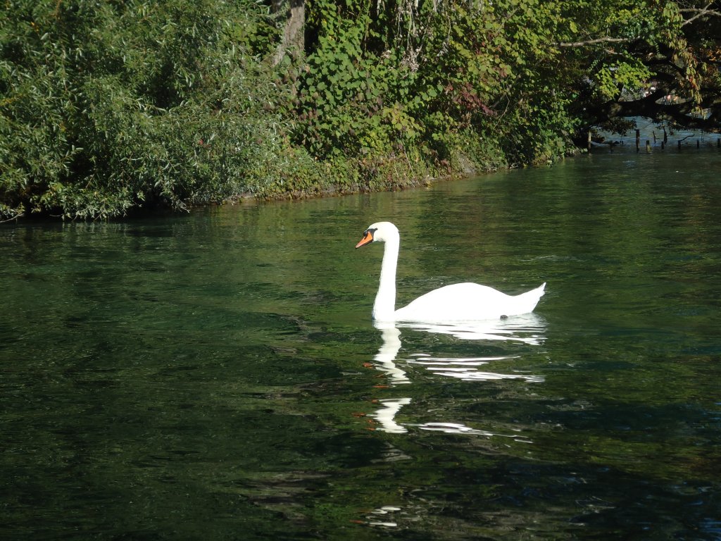 Einsamer Schwan am 3. Oktober 2010 auf dem Thunersee