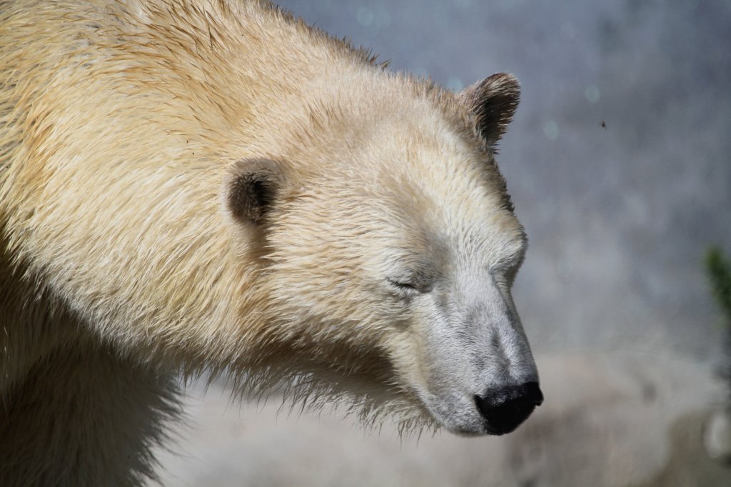 Eisbr am 13.9.2010 im Zoo Toronto.
