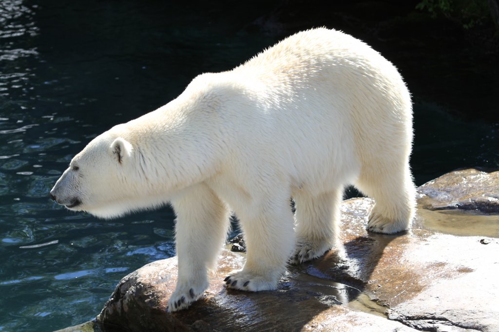 Eisbr am 18.9.2010 im Zoo Sauvage de Saint-Flicien,QC.