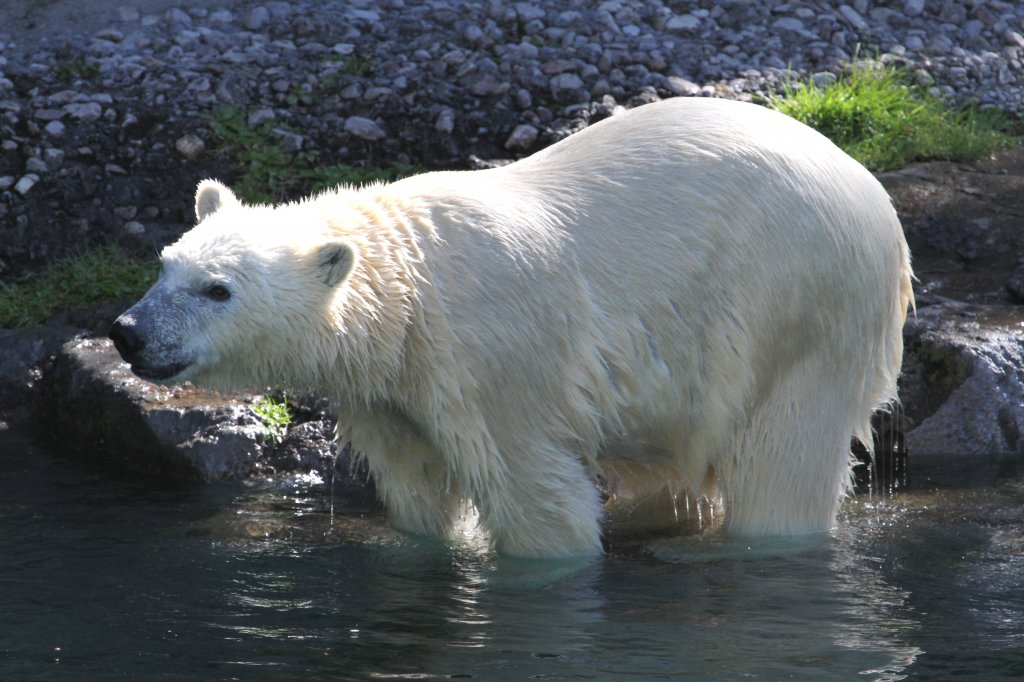 Eisbr am 18.9.2010 im Zoo Sauvage de Saint-Flicien,QC.