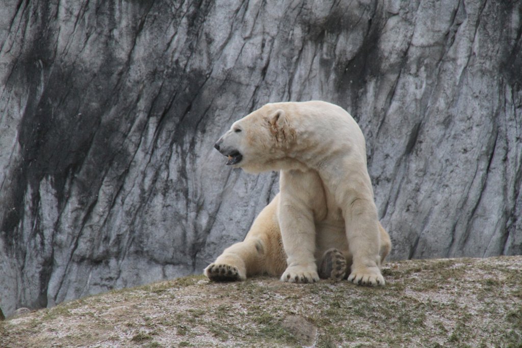 Eisbr beim Ausruhen. Zoo Karlsruhe am 9.2.2010.