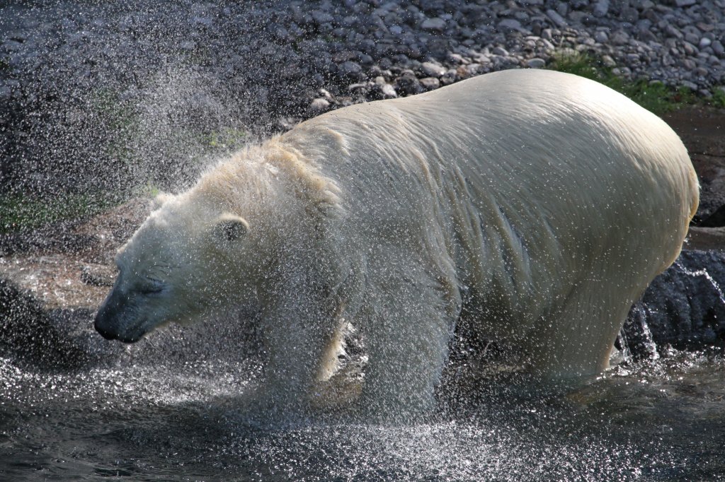 Eisbr beim Fell ausschtteln. Zoo Sauvage de Saint-Flicien,QC am 18.9.2010.