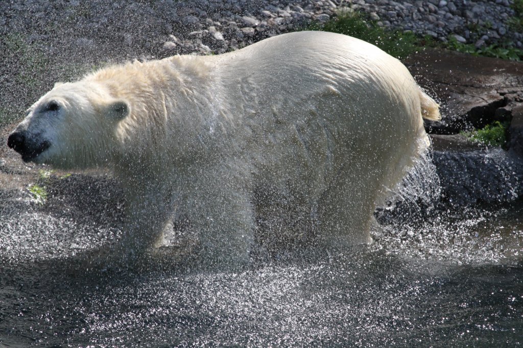 Eisbr beim Fell ausschtteln. Zoo Sauvage de Saint-Flicien,QC am 18.9.2010.