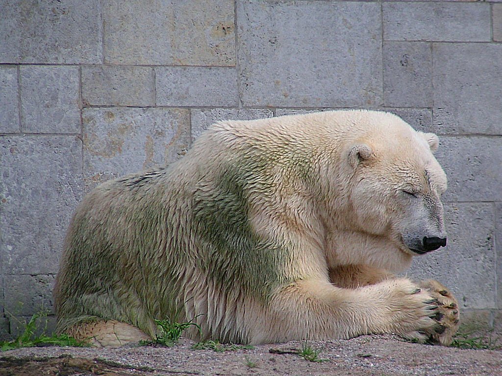 Eisbär beim  Morgengebet  im Zoo von Rostock;070828