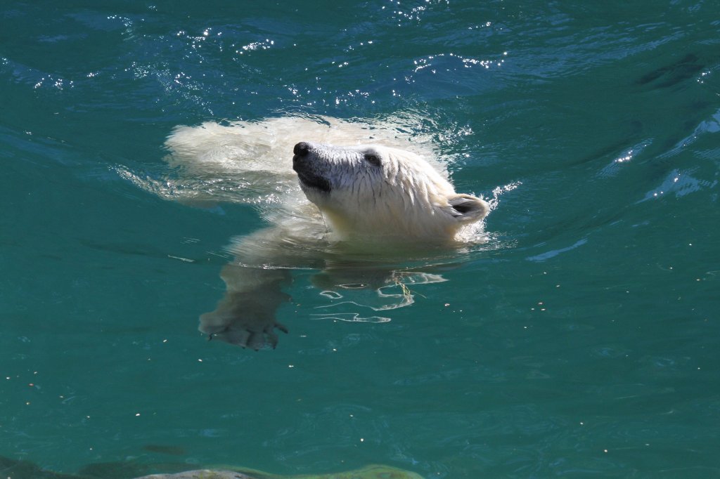 Eisbr beim Schwimmen. Zoo Sauvage de Saint-Flicien,QC am 18.9.2010.