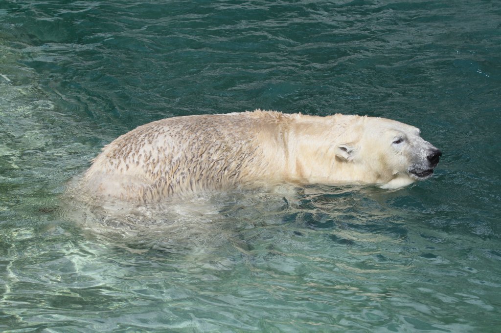 Eisbr beim Schwimmen. Zoo Toronto am 13.9.2010.
