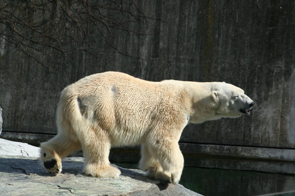 Eisbr beim Spaziergang, Wilhelma 30.3.2008.