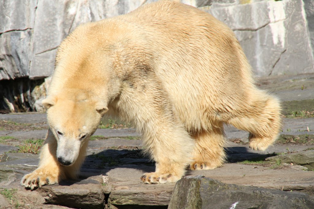 Eisbr (Ursus maritimus) im Tierpark Berlin.