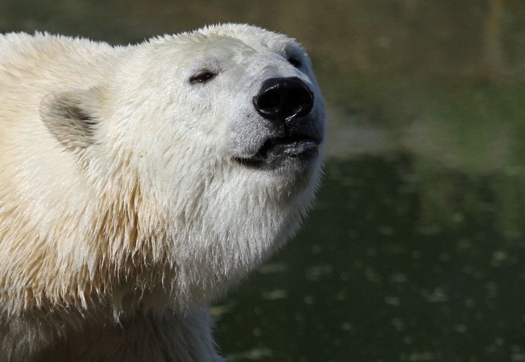 Eisbr - Zoo Berlin