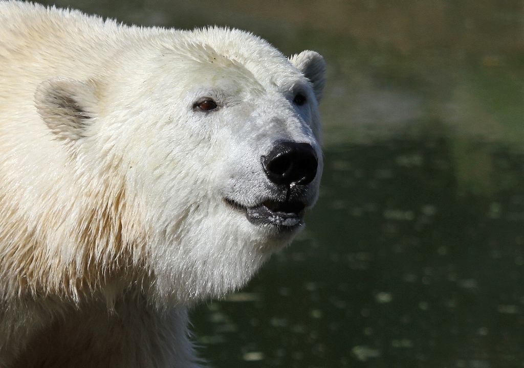 Eisbr - Zoo Berlin