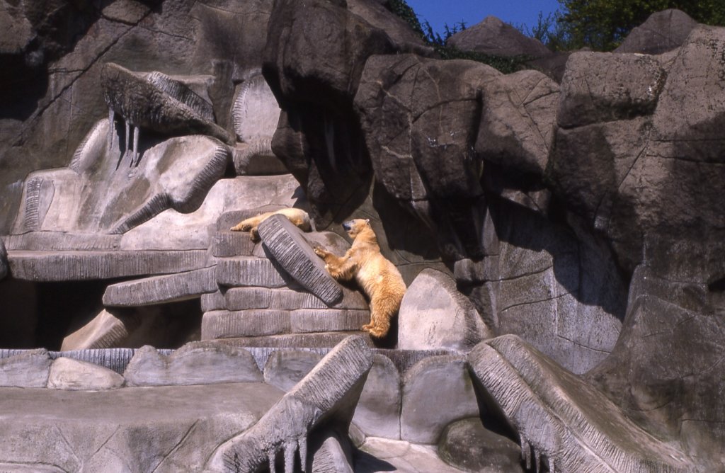 Eisbren in Hagenbecks Tierpark (HAMBURG/Deutschland, 09.05.1989) -- eingescanntes Dia