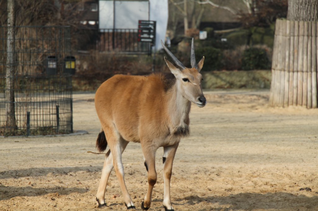 Elenantilope (Taurotragus oryx) am 10.3.2010 im Zoo Berlin.