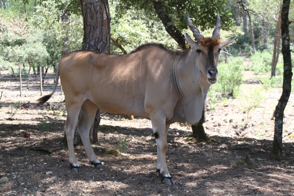 Elenantilope (Taurotragus oryx) am 16.6.2010 bei Montemor-o-Velho (Europaradise Parque Zoológico).